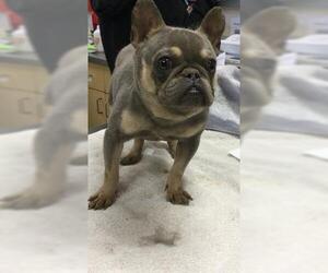French Bulldog Dogs for adoption in Riverside, CA, USA