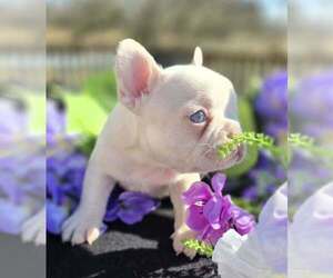 French Bulldog Puppy for sale in BOSTON, KY, USA