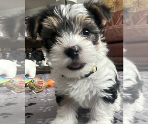 Yorkshire Terrier Puppy for sale in DENVER, CO, USA