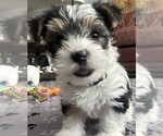 Small Yorkshire Terrier