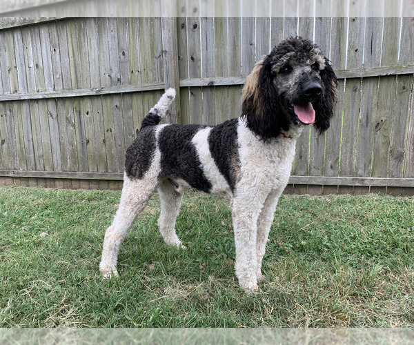 Medium Photo #1 F2 Aussiedoodle Puppy For Sale in KINSTON, NC, USA