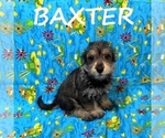 Image preview for Ad Listing. Nickname: Baxter