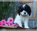 Puppy Pansy Cocker Spaniel