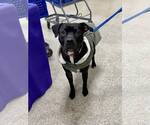 Small #6 American Staffordshire Terrier Mix