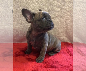 French Bulldog Puppy for sale in JOHNS ISLAND, SC, USA