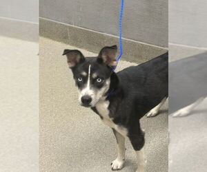 Siberian Husky-Unknown Mix Dogs for adoption in Las Vegas, NV, USA