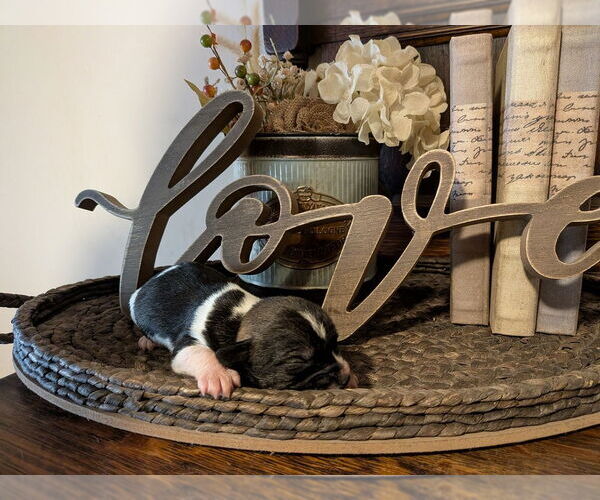 Medium Photo #2 Unknown-Wheaten Terrier Mix Puppy For Sale in Vail, AZ, USA