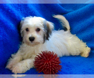 Havachon Puppy for sale in GRUNDY CENTER, IA, USA