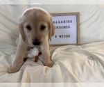 Small Photo #17 Golden Retriever Puppy For Sale in CONWAY, SC, USA