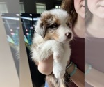 Small Photo #3 Australian Shepherd Puppy For Sale in ROCHESTER, NH, USA