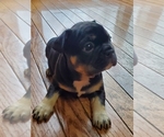 Small Photo #4 French Bulldog Puppy For Sale in FRANKLINVILLE, NJ, USA