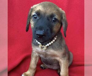 Labrador Retriever-Unknown Mix Dogs for adoption in San Diego, CA, USA
