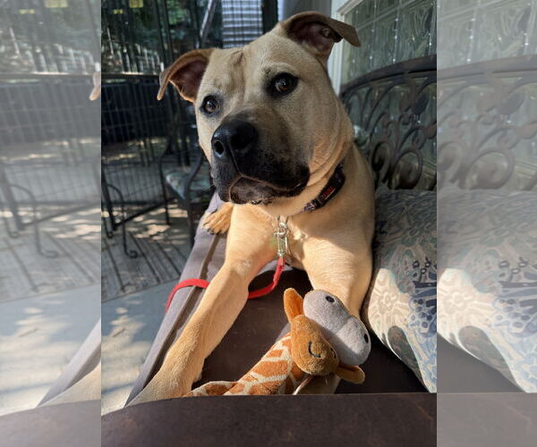 Medium Photo #11 American Pit Bull Terrier-Bulldog Mix Puppy For Sale in Clarkston, MI, USA