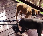 Small #7 Boxer