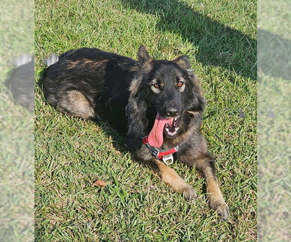 Medium Photo #2 German Shepherd Dog Puppy For Sale in Newfoundland, PA, USA