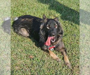 Suki - Female German Shepherd Dog Dog for Adoption - Photo #2