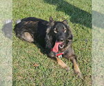 Small Photo #2 German Shepherd Dog Puppy For Sale in Newfoundland, PA, USA