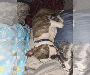 Father of the Boston Terrier puppies born on 04/20/2025