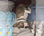 Small Photo #1 Boston Terrier Puppy For Sale in SPRINGFIELD, IL, USA