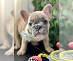 Small #3 French Bulldog