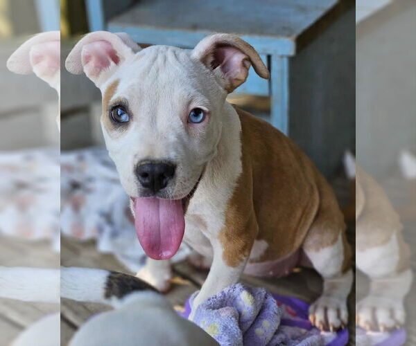 Medium Photo #17 American Pit Bull Terrier-Unknown Mix Puppy For Sale in Wakefield, RI, USA