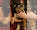 Small Photo #22 Yorkshire Terrier Puppy For Sale in HUDDLESTON, VA, USA