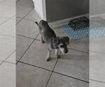 Small Mutt