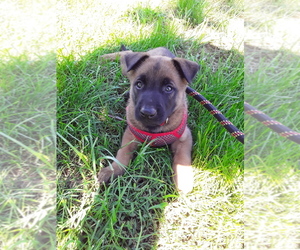Belgian Malinois Puppy for sale in CLEBURNE, IL, USA