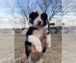 Small #4 Australian Shepherd