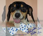 Small #4 Dachshund Mix