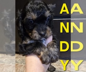 Cavapoo Puppy for sale in MIDDLETOWN, IN, USA