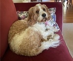 Small Photo #1 Cavapoo Puppy For Sale in GARDNERS, PA, USA