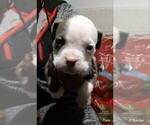 Puppy 6 American Pit Bull Terrier-Boerboel Mix
