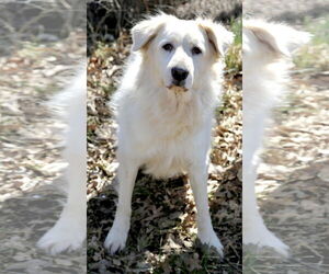 Madison - Female Great Pyrenees Dog for Adoption - Photo #12
