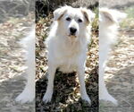 Small #11 Great Pyrenees