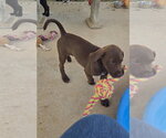 Small #2 German Shorthaired Pointer Mix