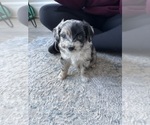 Puppy Chika Aussie-Poo