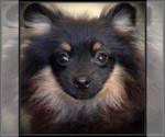 Puppy Scooter Pomeranian