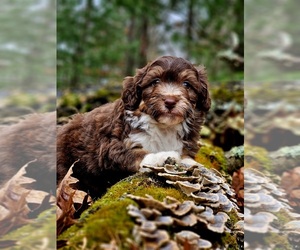 Aussiedoodle Miniature  Puppy for sale in BLAIRSVILLE, GA, USA