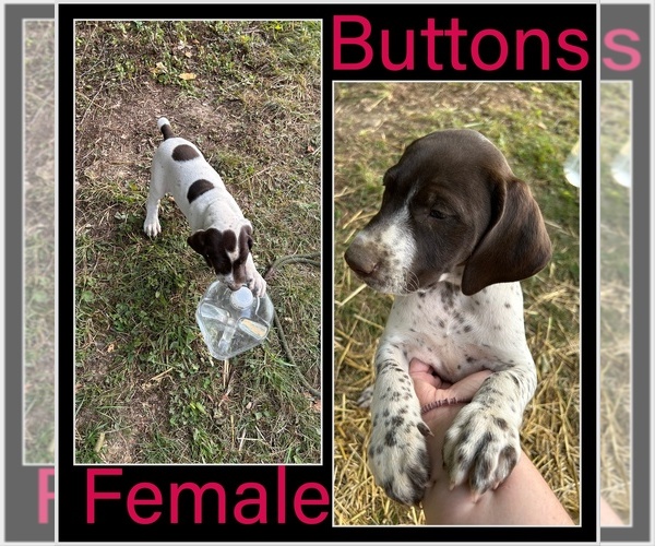 Medium Photo #17 German Shorthaired Pointer Puppy For Sale in ELK GARDEN, WV, USA
