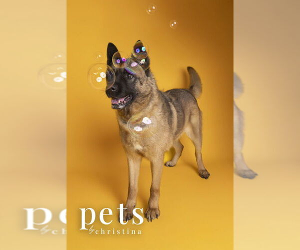 Medium Photo #3 Akita Puppy For Sale in Foristell, MO, USA