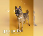 Small #2 Akita
