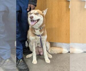 Siberian Husky Dogs for adoption in Forestville, MD, USA