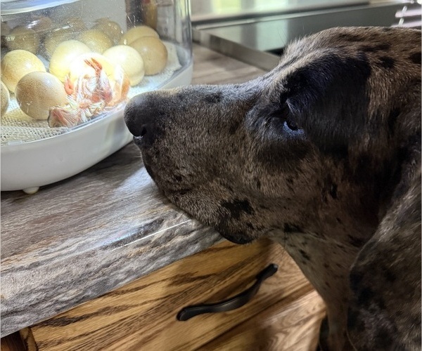 Medium Photo #1 Great Dane Puppy For Sale in POMEROY, OH, USA