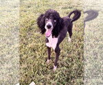 Small #7 Labradoodle