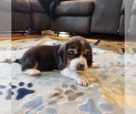 Puppy Female 2 Beagle