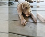 Small Photo #12 Weimaraner Puppy For Sale in BLOOMINGTON, IN, USA
