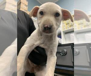 American Pit Bull Terrier-German Shepherd Dog Mix Dogs for adoption in Corpus Christi, TX, USA