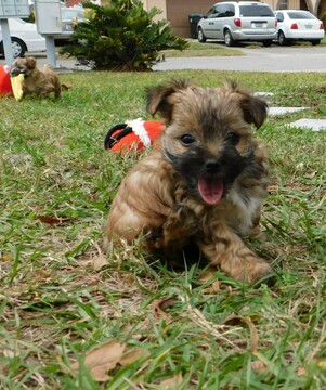 Medium Photo #16 Morkie Puppy For Sale in ORLANDO, FL, USA