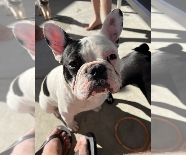 Full screen Photo #1 French Bulldog Puppy For Sale in MIRA LOMA, CA, USA